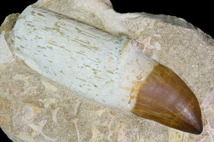 Huge, Rooted Mosasaur (Prognathodon) Tooth #114479